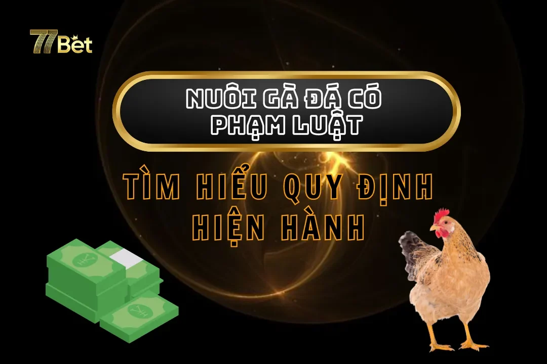 Nuôi Gà Đá Có Phạm Luật Không? Tìm Hiểu Quy Định Hiện Hành